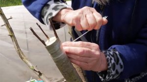 Самый простой способ прививки деревьев. Прививка за кору.