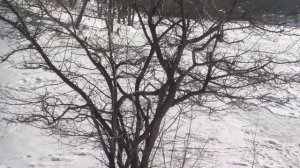 гладкошерстный фокстерьер