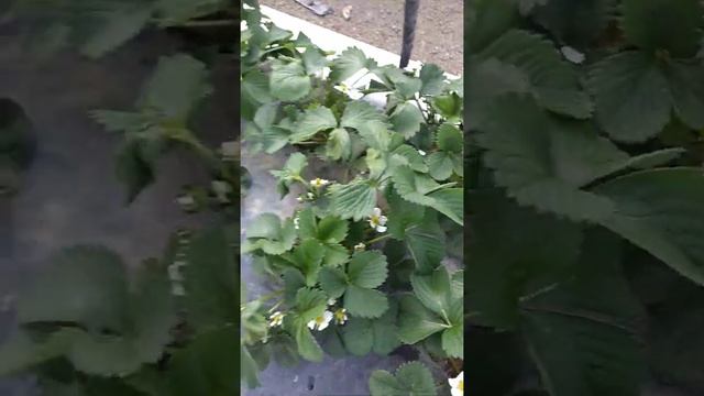 Развитие и рост куста клубники Квики. 27.03.2021 смотреть онлайн