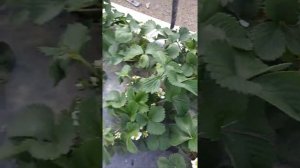 Развитие и рост куста клубники Квики. 27.03.2021