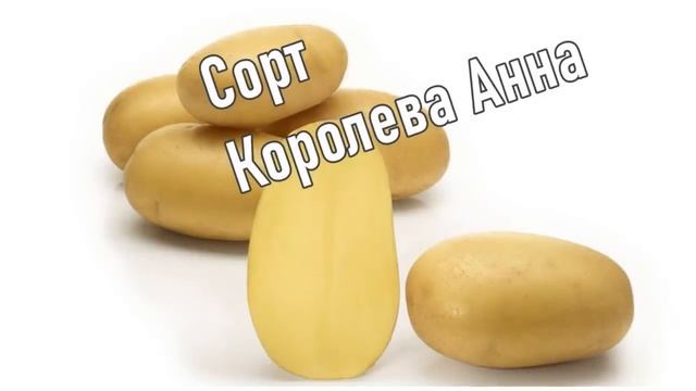 Хранение Картофеля Королева Анна