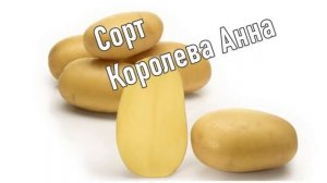 Хранение Картофеля Королева Анна