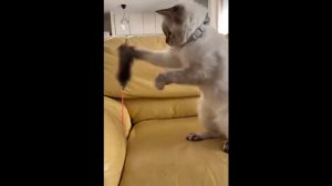 ИСПУГИ ЖИВОТНЫХ СМЕШНЫЕ КОТЫ ?? приколы с животными ржака.mp4