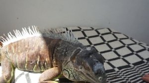 Линька Игуаны - осторожно гребень