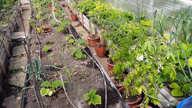 Пожалуй самая оптимальная теплица для огурцов. смотреть онлайн