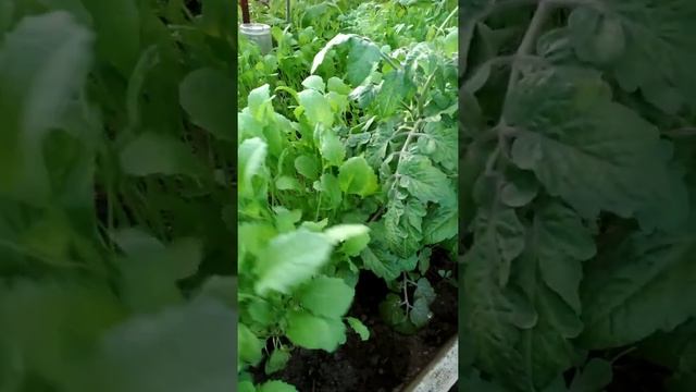 Сидераты в теплице смотреть онлайн