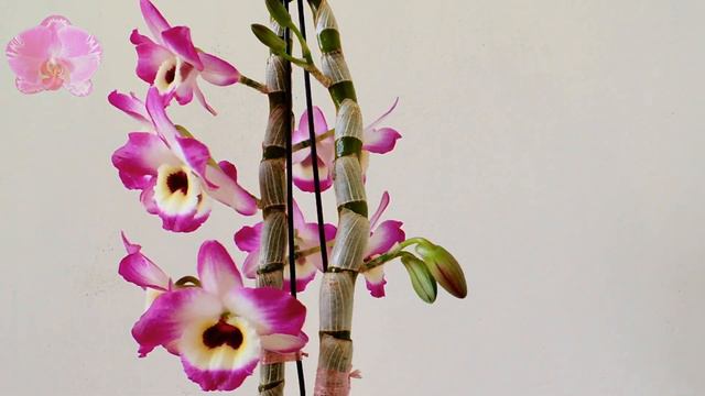 Dendrobium Nobile type orchid blooming update смотреть онлайн