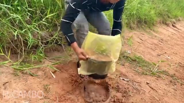 How to growing jackfruit from watermelon | How to Growing jackfruit смотреть онлайн