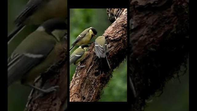 Звук природы. Пение синицы-лазоревки