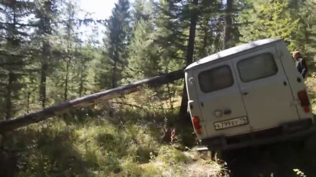 Лебедка и гнилое дерево