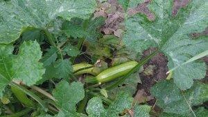 Как продлить плодоношение кабачков. Урожай в конце сентября