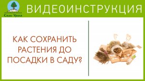 Хранение саженцев и луковичных культур до посадки в саду