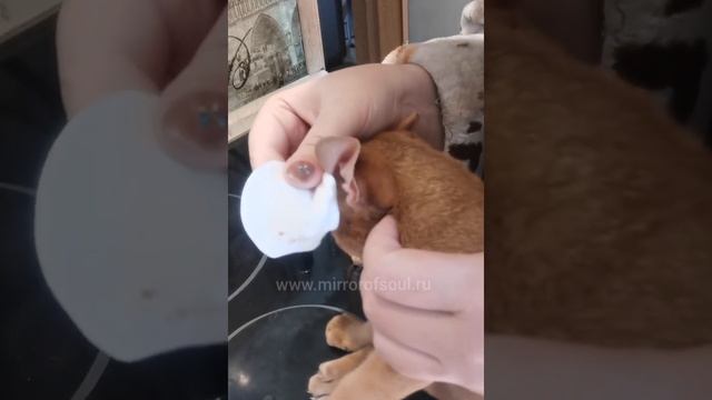 Как почистить уши коту смотреть онлайн