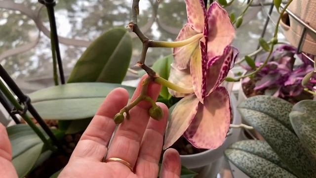 Будни цветовода | Пересаживаю каладиумы, обзор тепличек | 04.04.2022г. смотреть онлайн