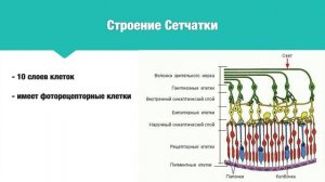 Пары Черепно-Мозговых Нервов: Зрительный Нерв