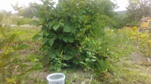 Сбор урожая ежевики с шипами сорта Брунко Деликато