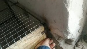 Клетка для кроликов делаем сами.