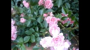 ??Рекомендую розу в сад.? Почвопокровная Palmengarten Frankfurt