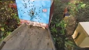 ответы на вопросы -  перевозка пчел в октябре