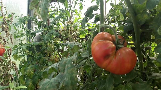 помидор гигант смотреть онлайн