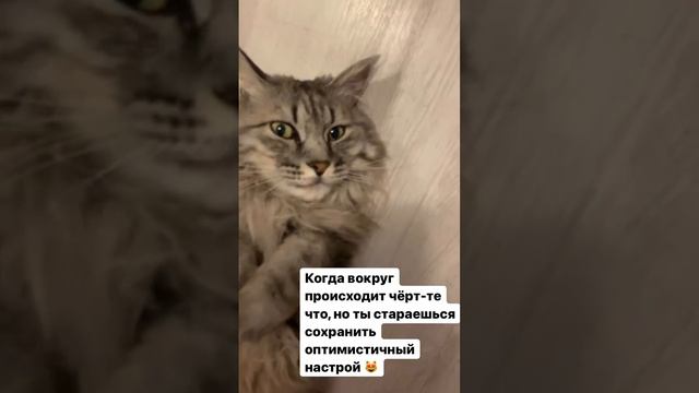 Просто посмотрите, как мило лежит котик!