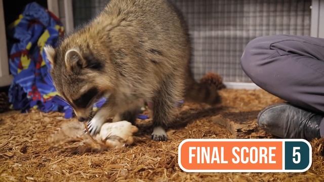 Raccoon Scores New Toys! смотреть онлайн