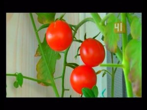 Огород на балконе