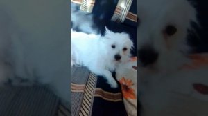 Как плачут собаки?