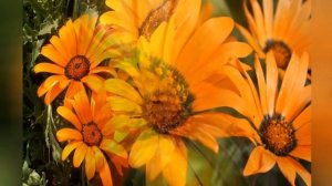 ДИМОРФОТЕКА (DIMORPHOTHECA)