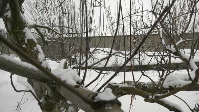 У ДАЧИ Зимняя обрезка сада 21 02 2022 смотреть онлайн