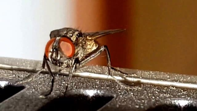 Муха смотрит в глаза смотреть онлайн