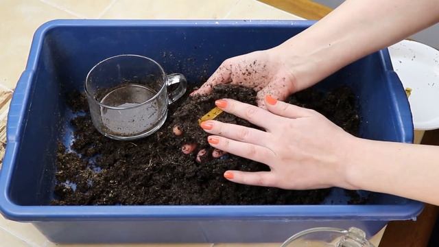 Рододендрон. Саженец из магазина. Определяю кислотность грунта.