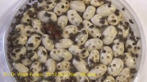 Как Бороться с Вредителем Фасолевой Зерновкой На Кухне? Макровидео
