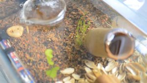 Инкубатор для икры цихлид, самый простой вариант.