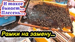 Неудачная зимовка пчел в ульях ППС... Все рамки на замену!