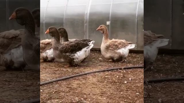 Тулузские гуси Вячеслава Кроткова.Тулуз қаздары. смотреть онлайн