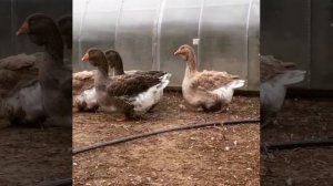 Тулузские гуси Вячеслава Кроткова.Тулуз қаздары.