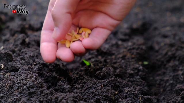 Обработка Почвы И Сидераты ПОСЛЕ ТОМАТОВ И Всех Тепличных! Важные Нюансы Простого Дела! смотреть онлайн