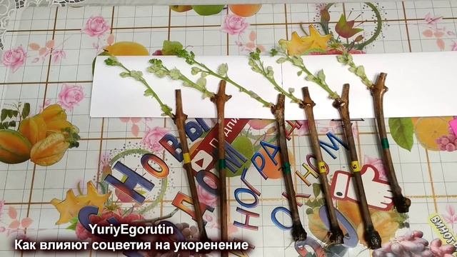 ? Как соцветия влияют на укоренение черенков винограда.