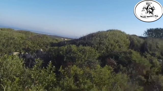 Wonderful Shots Wild Boar Hunting 2021 / Wildschweinjagd /Caza de jabalíes смотреть онлайн