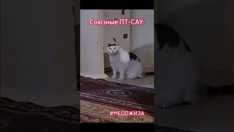 #медожиза СВЕТЛАЯ