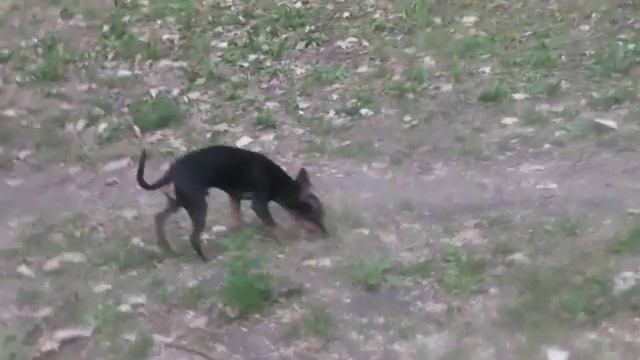 тотошка гуляет в комсомольском парке часть 2 смотреть онлайн