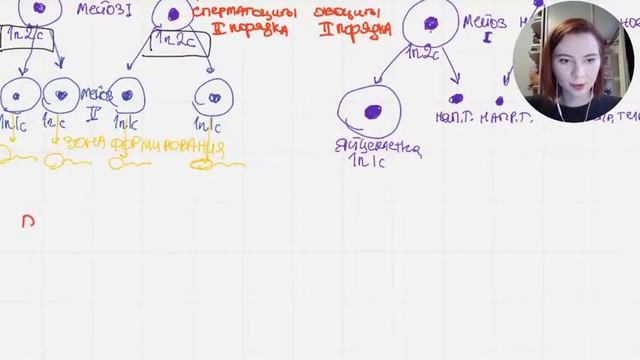 Что такое Гаметогенез. Разбор заданий | БИОЛОГИЯ ЕГЭ | Лиа Клевер смотреть онлайн