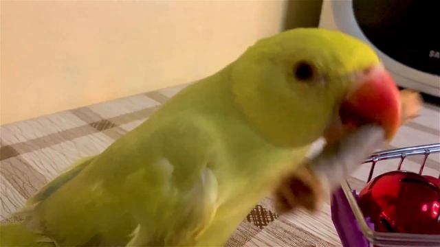 Папуга Крамера ( Psittacula krameri ). Попугай грызет палочку! смотреть онлайн