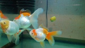 Большие золотые рыбки. Goldfish family