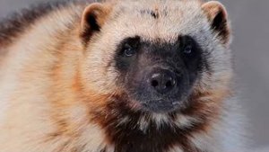 Вот это куница!!! Вот это я понимаю!!!!   РОССАМАХА