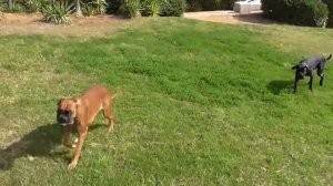 Playing in the park - Thor & Lucy 23/11/2013