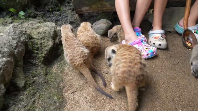 В Бали Сафари парке кормим и гладим животных смотреть онлайн