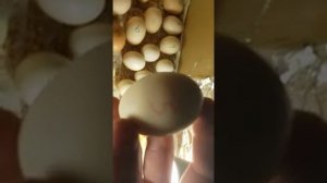 Инкубатор своими руками из коробки