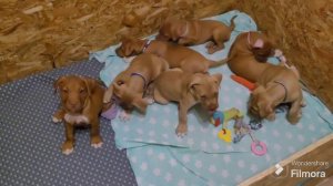 Осмотр Габби в клинике, ещё не снимают швы.Фото обзор щенков